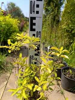 Чубушник венечный Ауреус (Aureus)