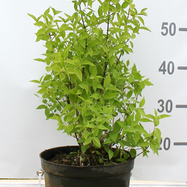 Чубушник венечный Белль Этуаль (Belle Etoile)