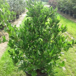 Магнолия Магнолия (Magnolia)