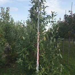 Магнолия Магнолия (Magnolia)