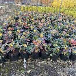 Магнолия Магнолия (Magnolia)