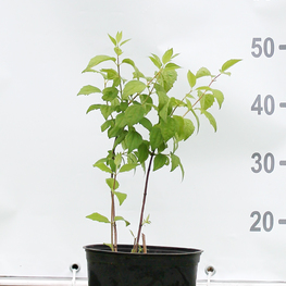 Чубушник венечный Манто ДЭрмин (Manteau d`Hermine)