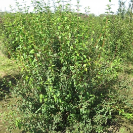 Чубушник Лемуана Лемуаней (Lemoinei)