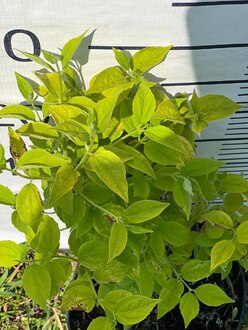 Чубушник Лемуана Лемуаней (Lemoinei)