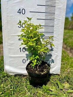 Чубушник Лемуана Лемуаней (Lemoinei)