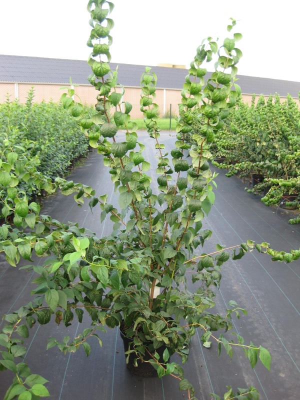 Чубушник виргинский Виргиналис (Virginalis)