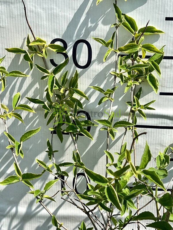 Чубушник виргинский Виргиналис (Virginalis)