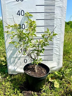 Чубушник виргинский Виргиналис (Virginalis)