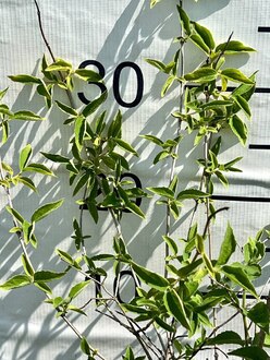 Чубушник виргинский Виргиналис (Virginalis)