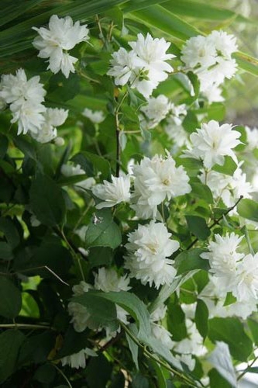 Чубушник венечный Шнеештурм (Schneesturm)