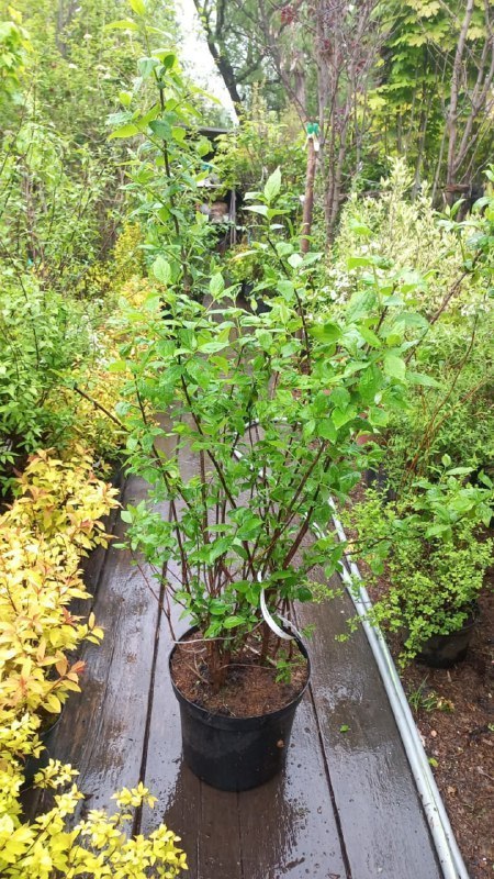 Чубушник венечный Шнеештурм (Schneesturm)