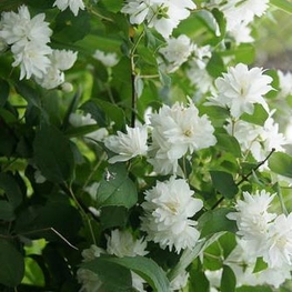 Чубушник венечный Шнеештурм (Schneesturm)