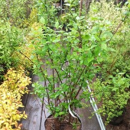 Чубушник венечный Шнеештурм (Schneesturm)