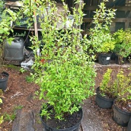 Чубушник Лемуана Монблан (Mont Blanc)