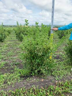 Чубушник Лемуана Монблан (Mont Blanc)