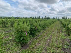 Чубушник Лемуана Монблан (Mont Blanc)