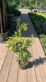 Туя западная Еллоу Риббон (Yellow Ribbon)