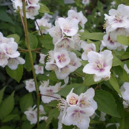 Чубушник гибридный Необычный (Neobychnyj)