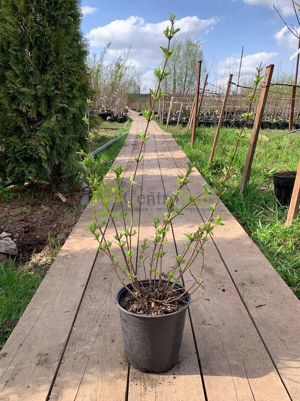 Чубушник венечный Алебастр (Alabasrite)