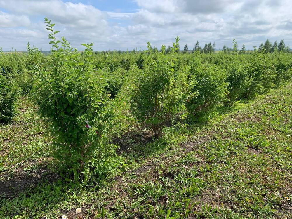 Чубушник венечный Алебастр (Alabasrite)