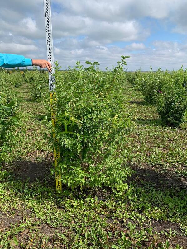Чубушник венечный Алебастр (Alabasrite)