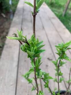 Чубушник венечный Алебастр (Alabasrite)