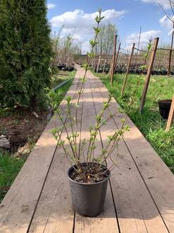 Чубушник венечный Алебастр (Alabasrite)