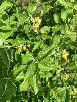 Чубушник венечный Алебастр (Alabasrite)