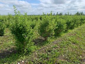 Чубушник венечный Алебастр (Alabasrite)