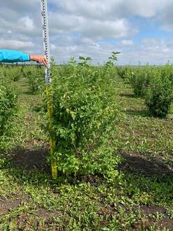 Чубушник венечный Алебастр (Alabasrite)