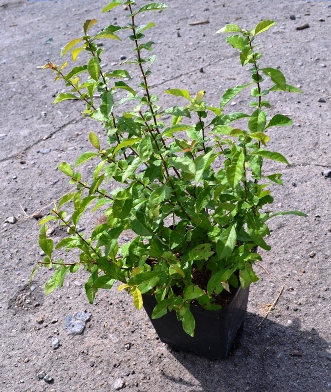 Айва японская Хеномелес японика (Chaenomeles japonica)