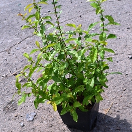 Айва японская Хеномелес японика (Chaenomeles japonica)