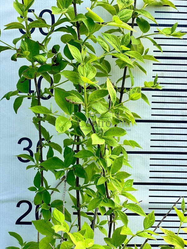 Чубушник венечный Глетчер (Glether)