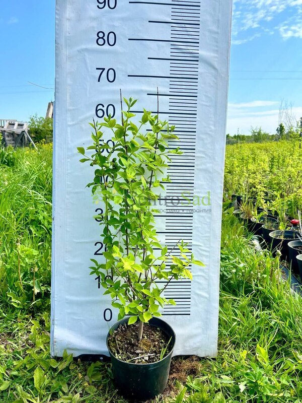 Чубушник венечный Глетчер (Glether)