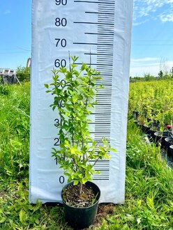 Чубушник венечный Глетчер (Glether)