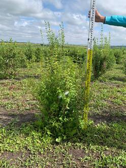 Чубушник венечный Лавина (Lavina)