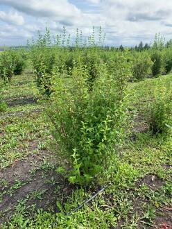 Чубушник венечный Лавина (Lavina)