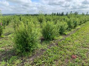 Чубушник венечный Лавина (Lavina)