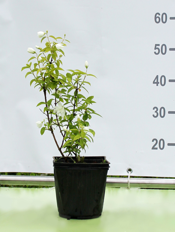 Чубушник венечный Сноубелль (Snowbelle)