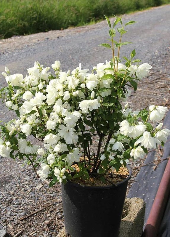 Чубушник венечный Сноубелль (Snowbelle)