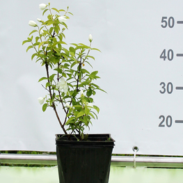 Чубушник венечный Сноубелль (Snowbelle)