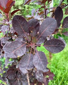 Скумпия кожевенная Роял Пурпл (Royal Purple)