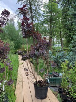 Скумпия кожевенная Роял Пурпл (Royal Purple)