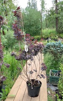 Скумпия кожевенная Роял Пурпл (Royal Purple)