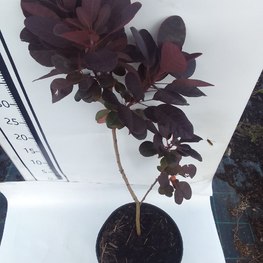 Скумпия кожевенная Роял Пурпл (Royal Purple)