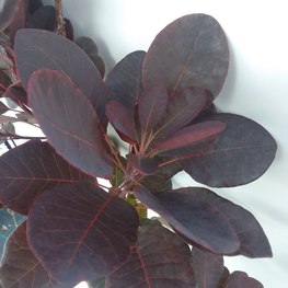 Скумпия кожевенная Роял Пурпл (Royal Purple)