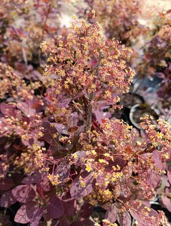 Скумпия кожевенная Коггигрия (Coggygria)