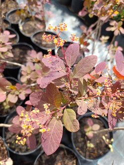 Скумпия кожевенная Коггигрия (Coggygria)