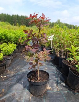 Скумпия кожевенная Коггигрия (Coggygria)