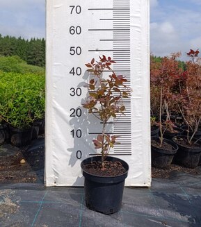 Скумпия кожевенная Коггигрия (Coggygria)